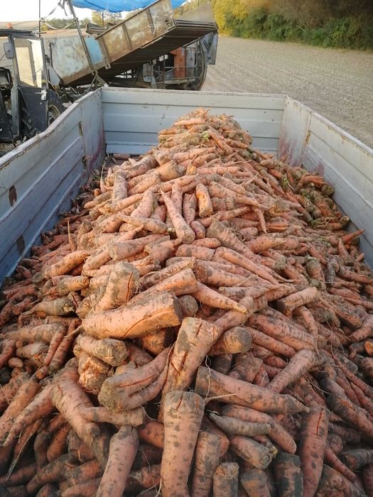 PIĘKNA Marchew jadalna bio ekologiczna Nie odpadowa  PASZOWA