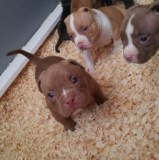 Pitbull bebe para adoção