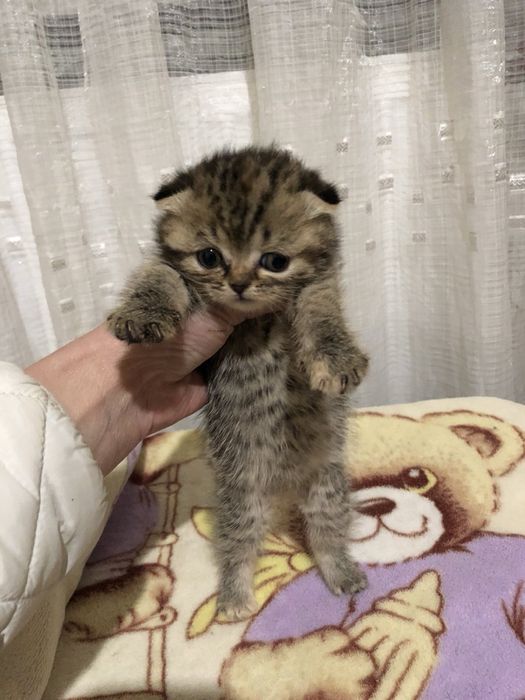 Шотладские девочки висорухие