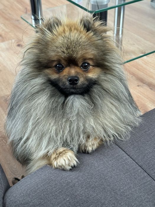 ‼️Zaginął pomeranian‼️