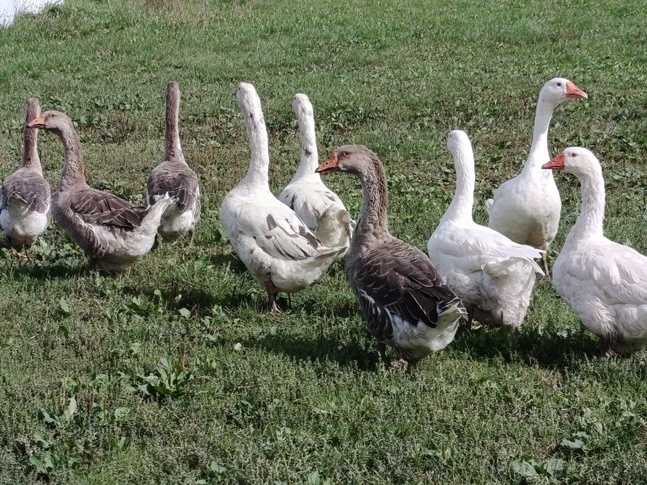 Sprzedam gąski widoczne na zdjęciu