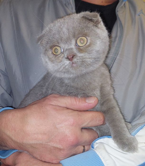 Шотландский вислоухий котёнок