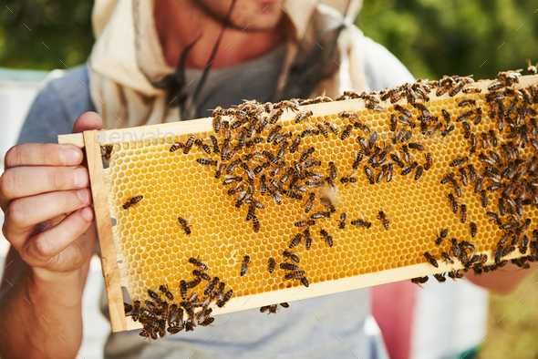Wosk PSZCZELI do świeczek czy węzy naturalny BADANIA POLSKI 6,75 kg