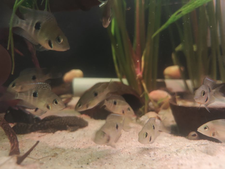 Młode Pielęgnica Meeka