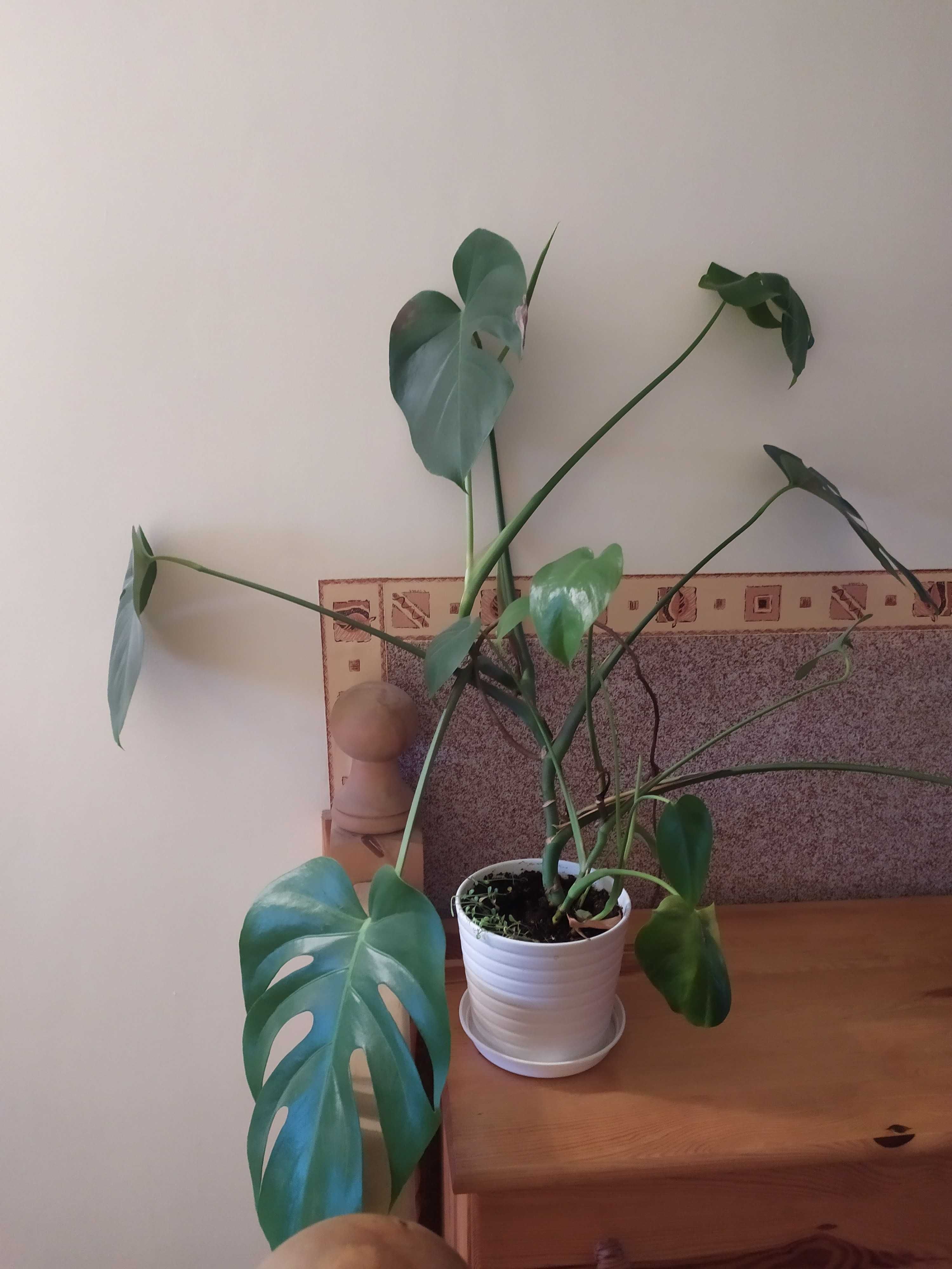 roślina doniczkowa monstera