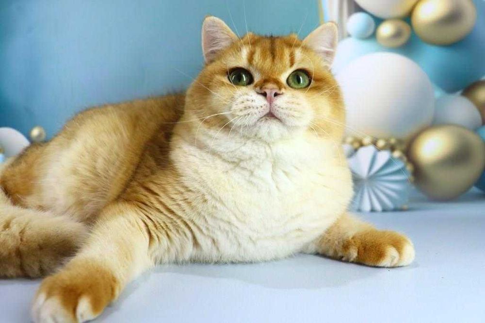 Харизматична британська киця-золота шиншила-смарагдові очі
