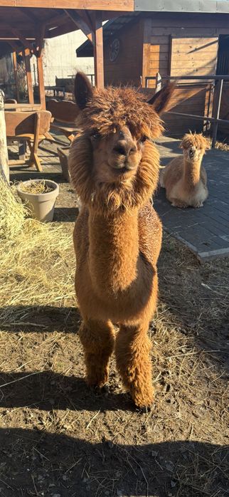 Sprzedam Samice Alpaki