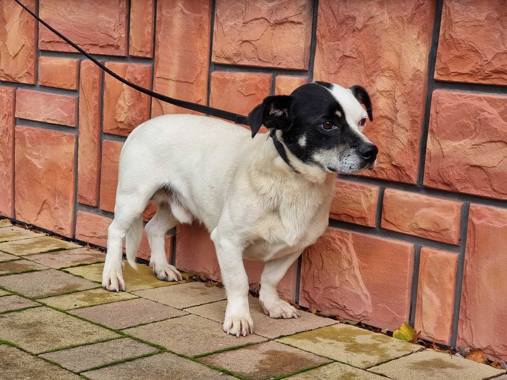 Karbon - mały piesek do adopcji