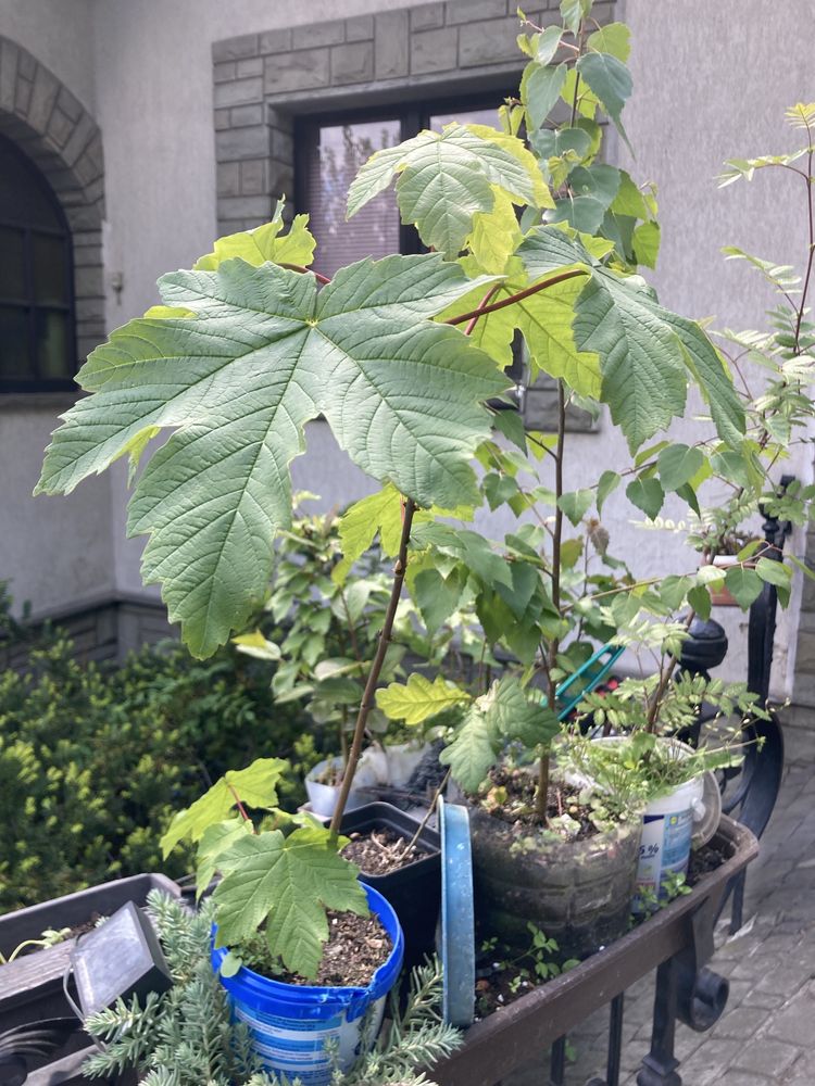 sadzonki drzew leszczyna, dąb, aronia, bergenia, brzoza i wiele innyc