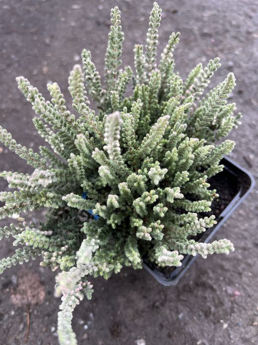 Вереск +барбарис  набір