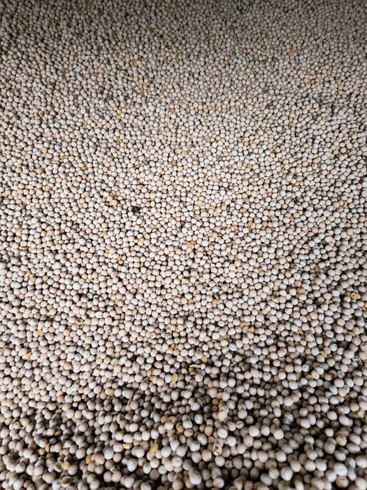 Groch zimujący Dexter