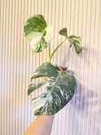 Monstera Variegata