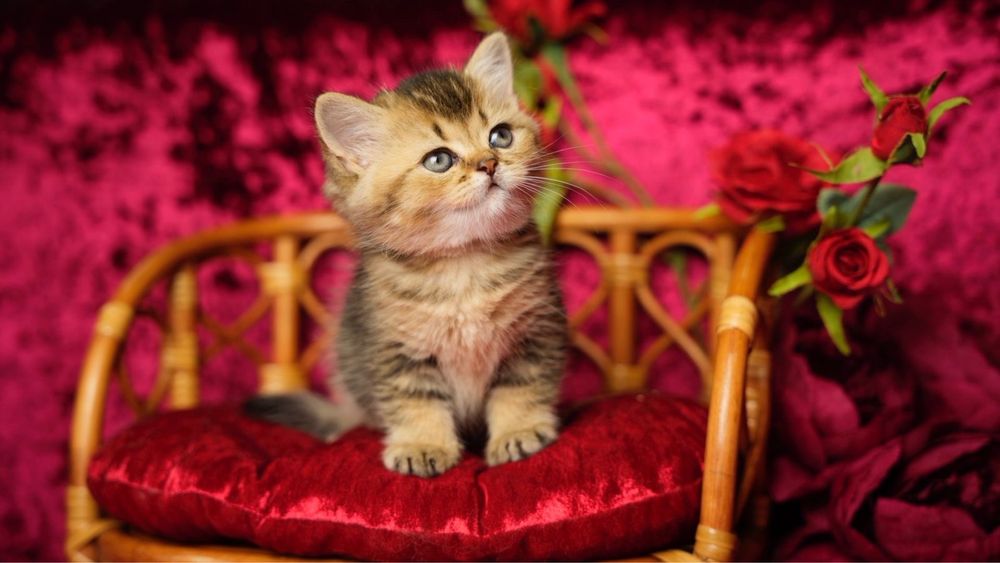 Do sprzedania rodowodowy kocurek brytyjski krótkowłosy