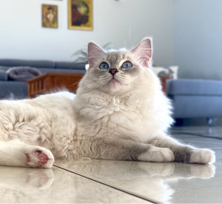 Kotka Ragdoll po European Championie