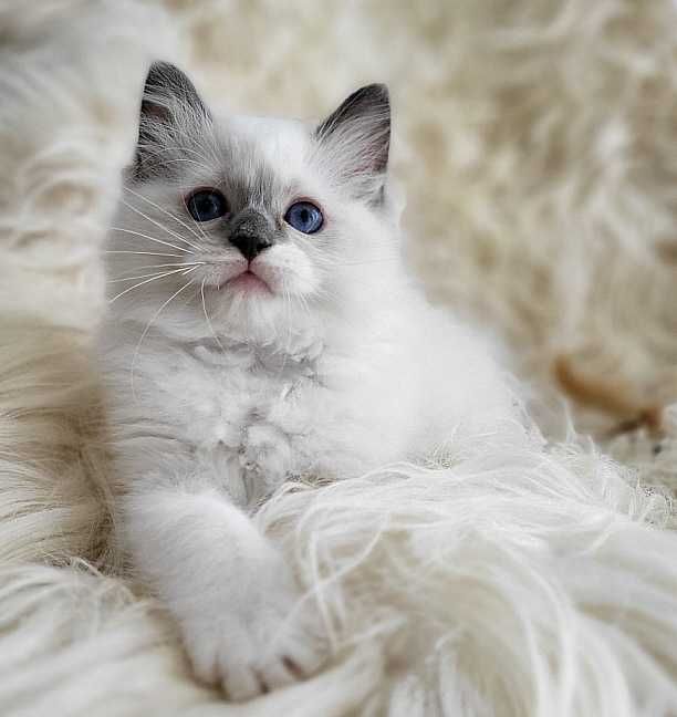 Ragdoll  z rodowodem - odbiór koniec sierpnia:)