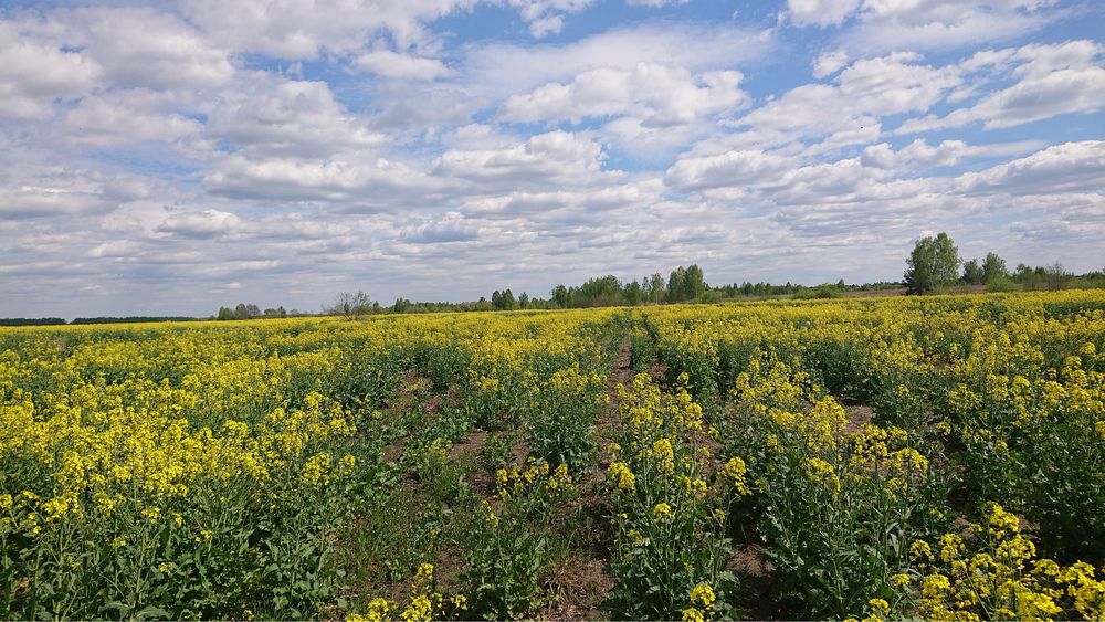 Земельна ділянка біля Малин (с. Слобідка) Жит.обл.