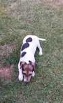 Jack Russell Terrier