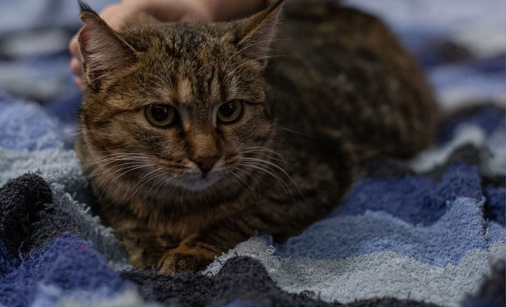 Молоденькие полосатые кошечки ищут дом и семью!!!