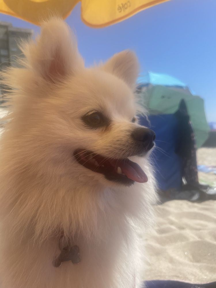 Spitz Alemão / Lulu da Pomerânia, linhagem Russa, Procura Namorada
