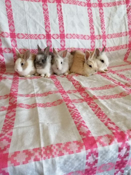Króliczki karzełki króliki miniaturki