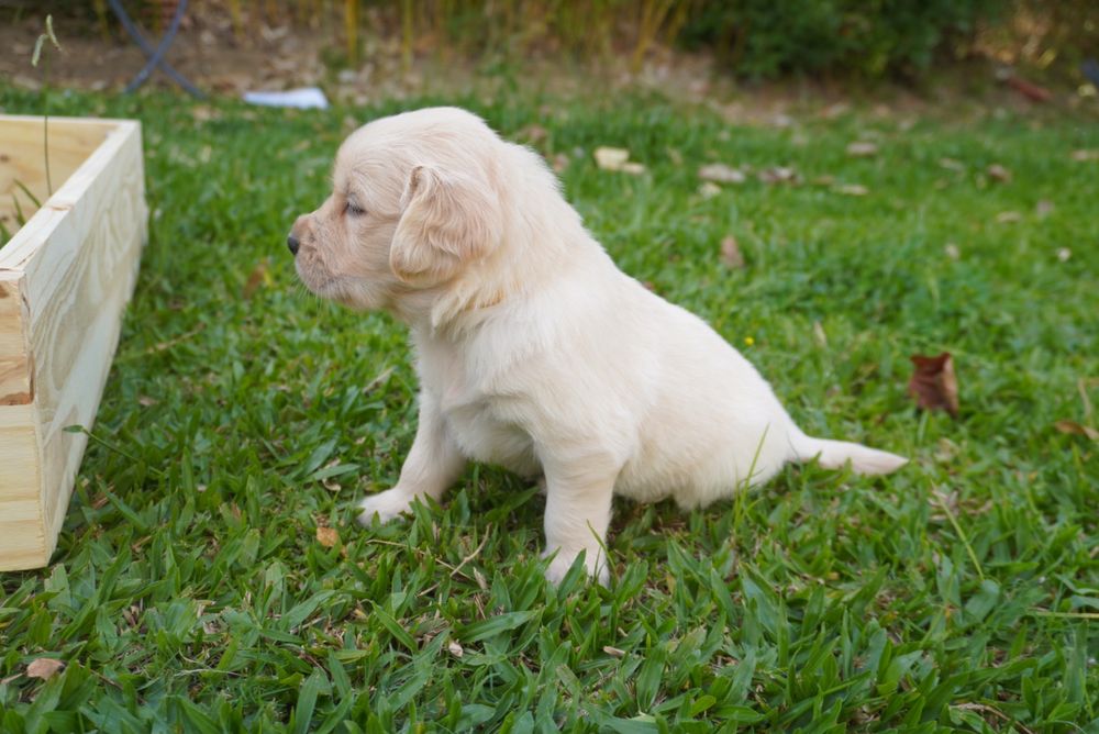 Golden Retriever