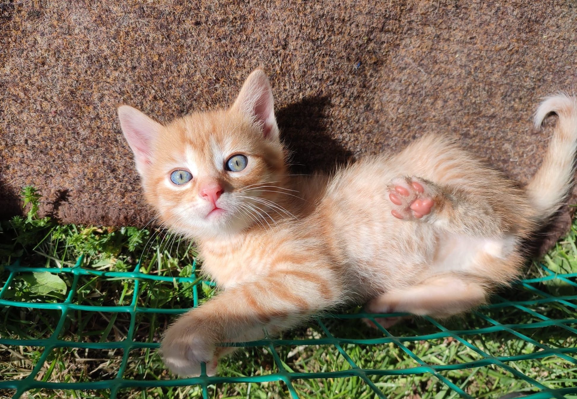 Kot kotka małe kotki rude biszkopt