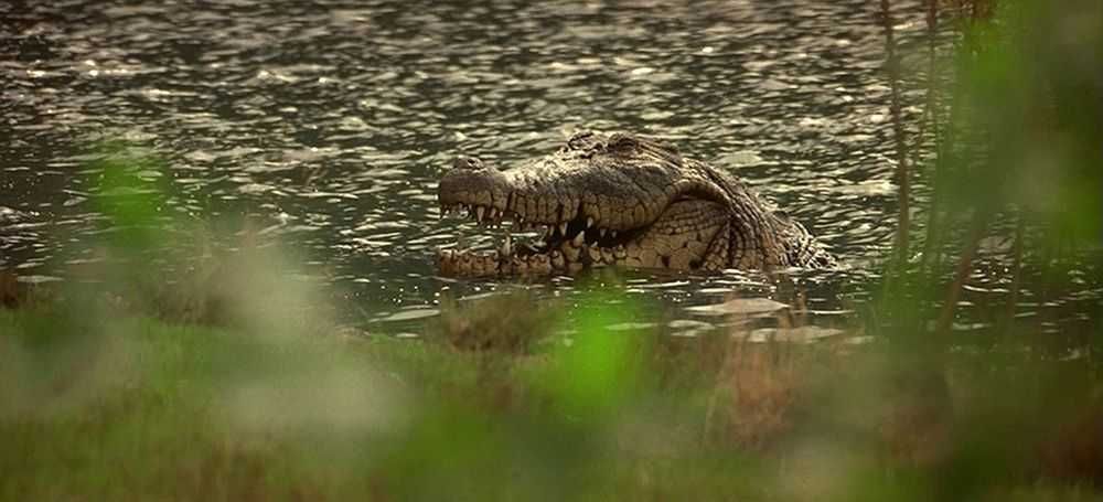 CROCODILO I e II c/oferta de 'O Lago' - Clássicos de Terror / MEDO...