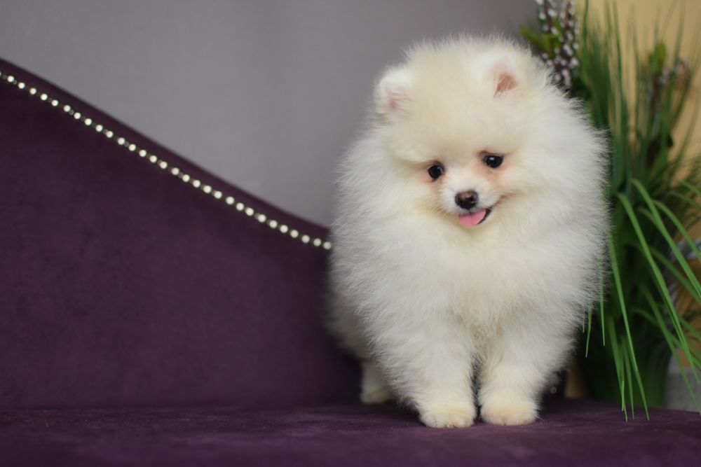 Дві Сестрички померанчики