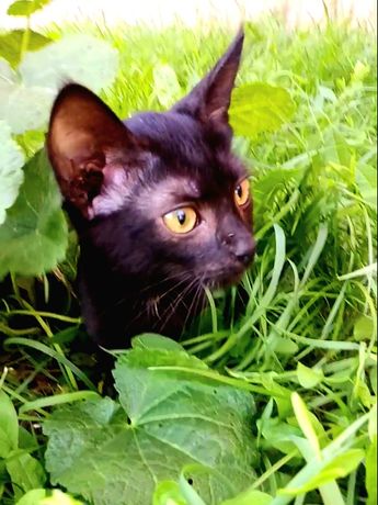 Кошеня чорне, 5 місяці