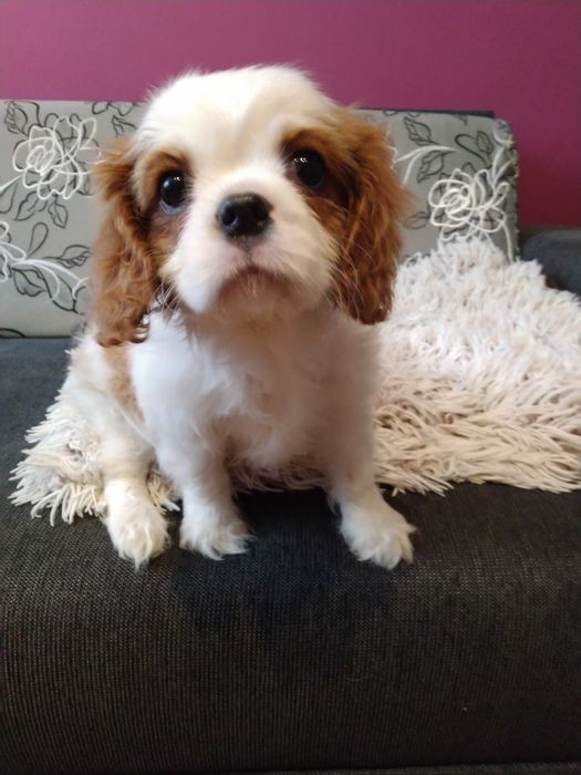 Cavalier King Charles Spaniel