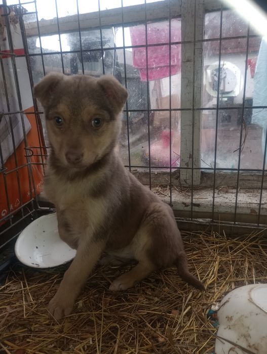 Каштанка 2,5 мес вакцинирована+бесплатная стерилизация