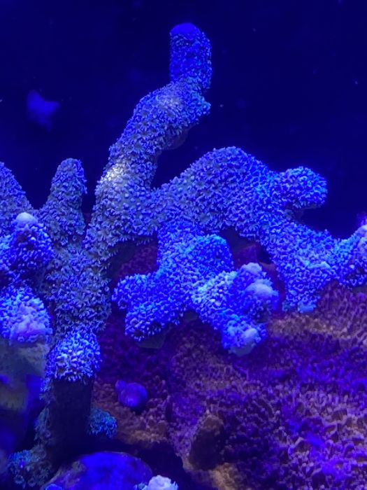 Montipora digitata silver