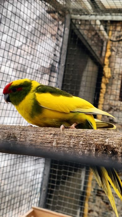 Para cedência Kakarikis e Caturras