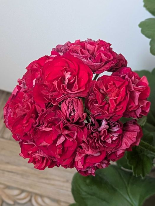 Вино Любові, сортова пеларгонія