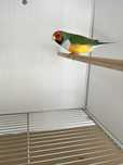 Diamantes de gould