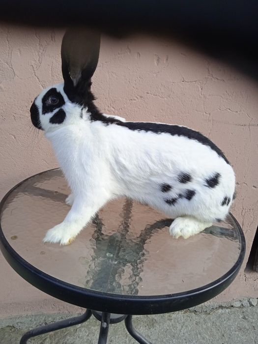 Olbrzym srokacz czarny