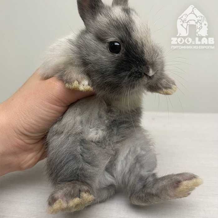Нидерландский карликовый кролик привит, доставка по Киеву!