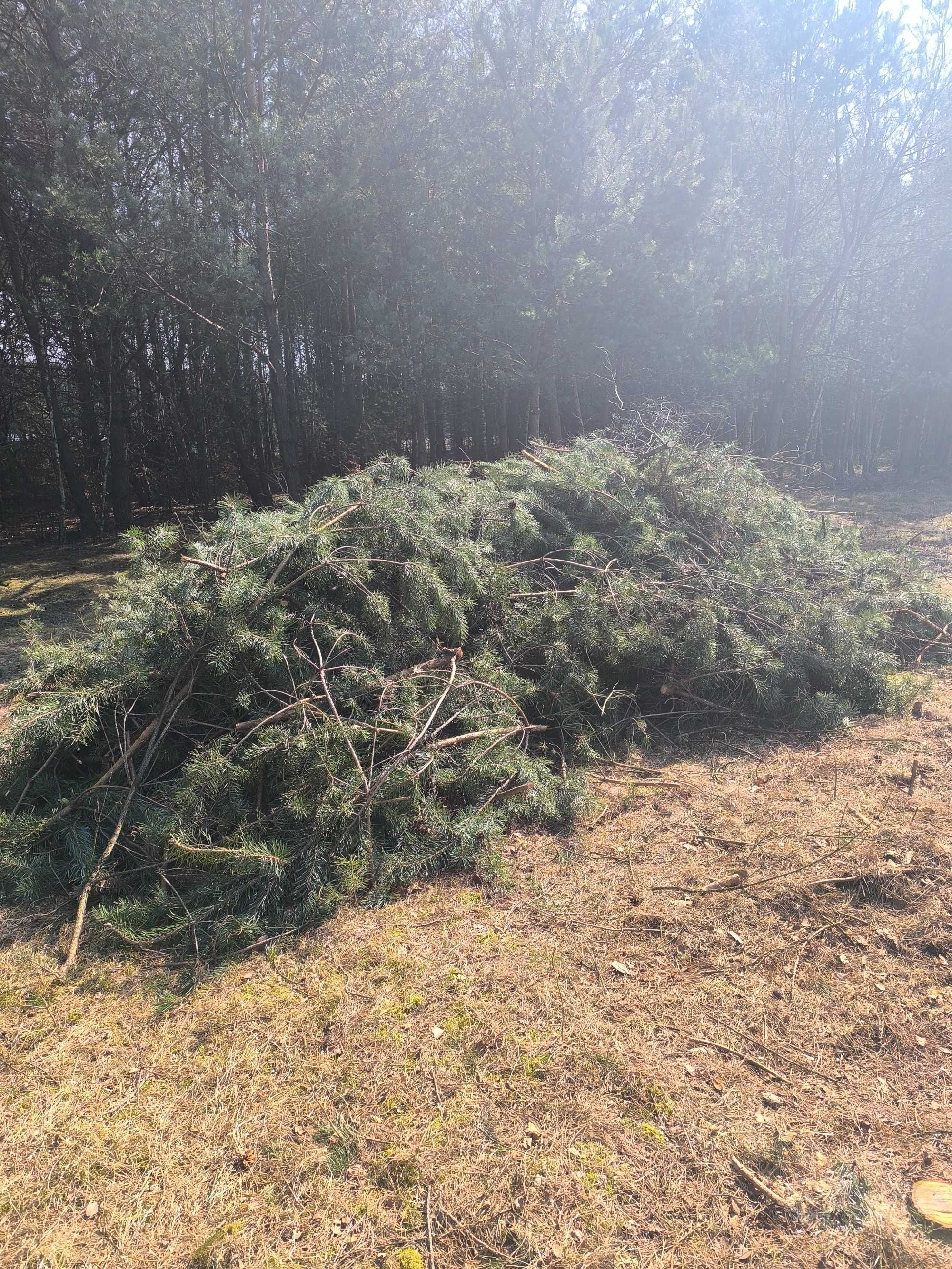 Gałęzie chrust sosnowy już zleżały bo ścinane było w marcu.