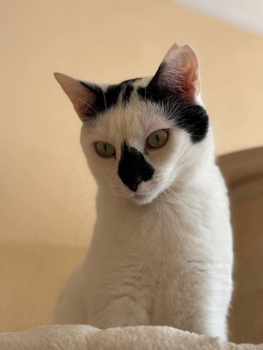 Urocza Milka szuka domu!