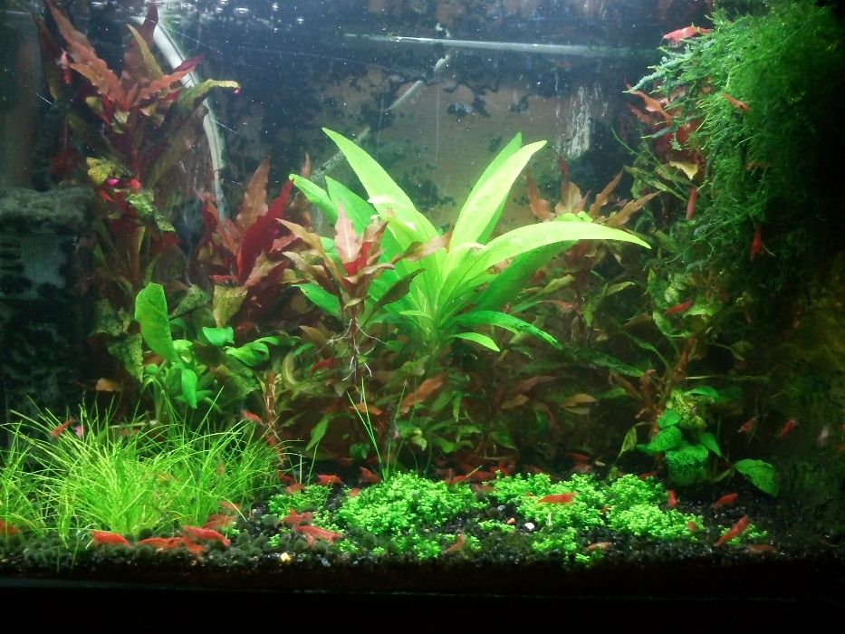 Planta de aquário - Hemianthus 'Cuba' / Eleocharis acicularis 'Mini'