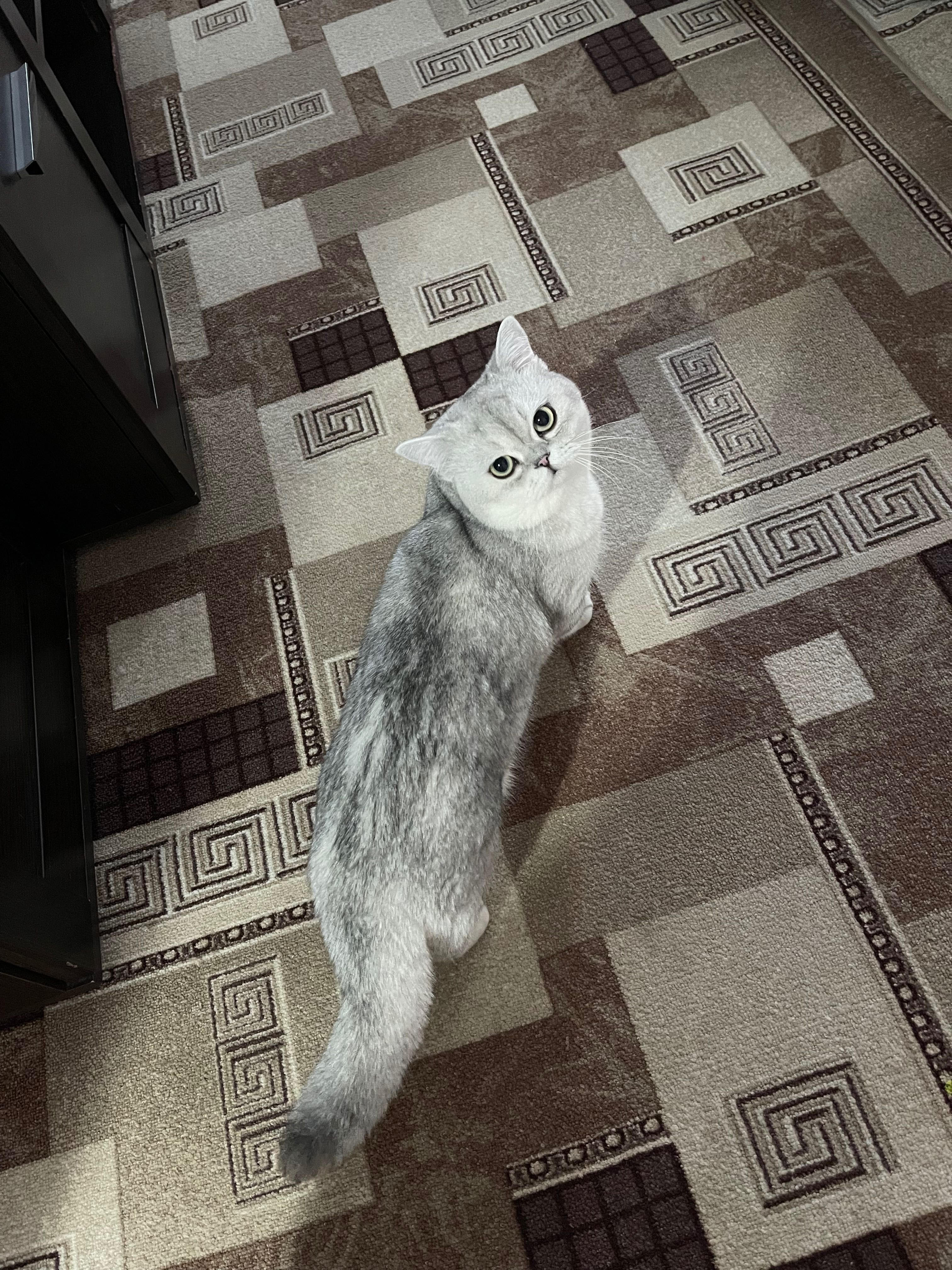 Котик на вʼязку, шотландець