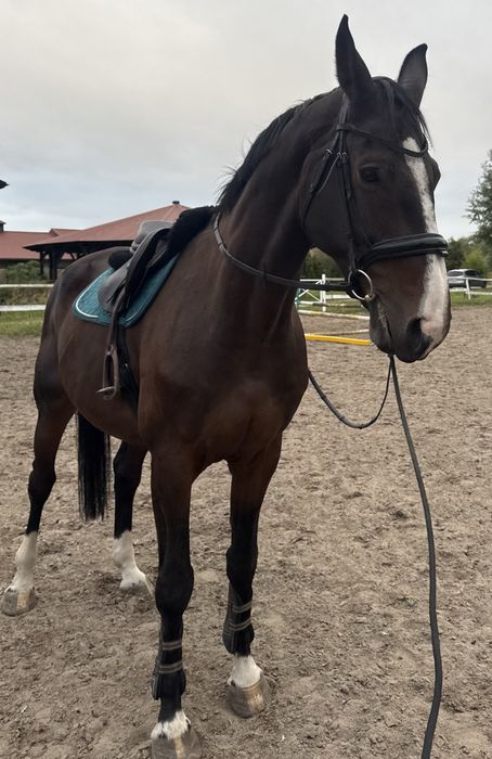 Duży walach skokowy kannan/diarado