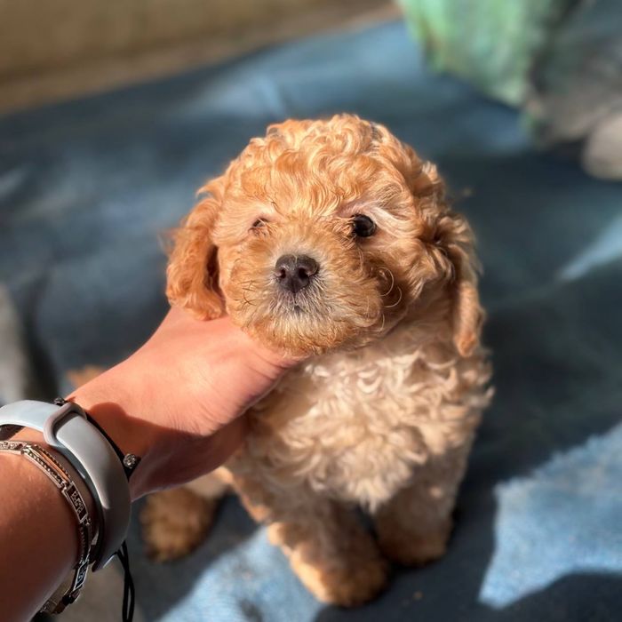 Мальтипу міні малеча