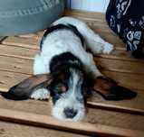 SZCZENIE SUCZKA Grand Basset Griffon Vendeen