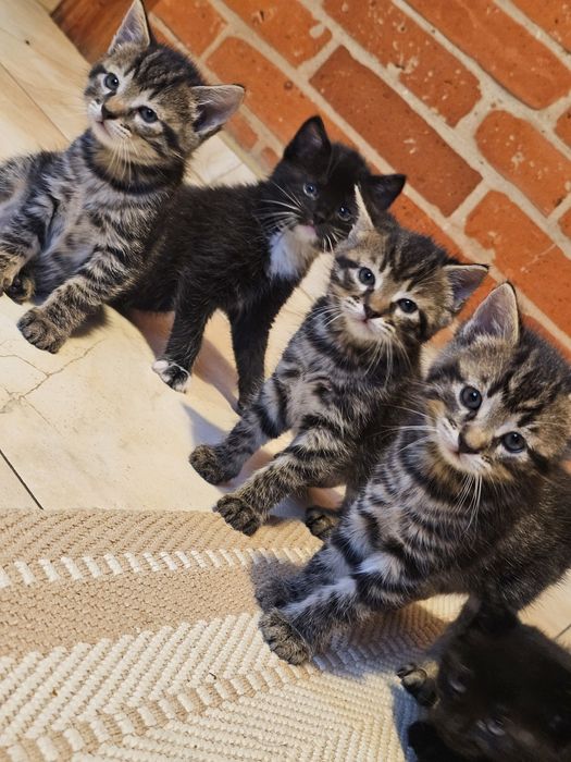 Kocięta gotowe do oddania