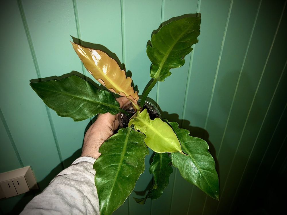 Philodendron Gold Dragon +