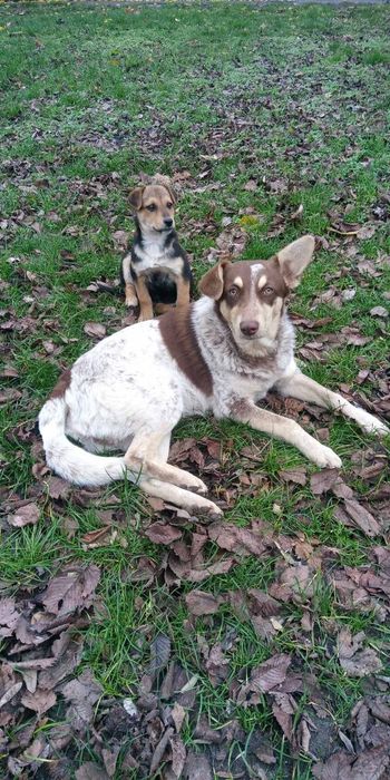 Два хлопчика терміново шукають дім
