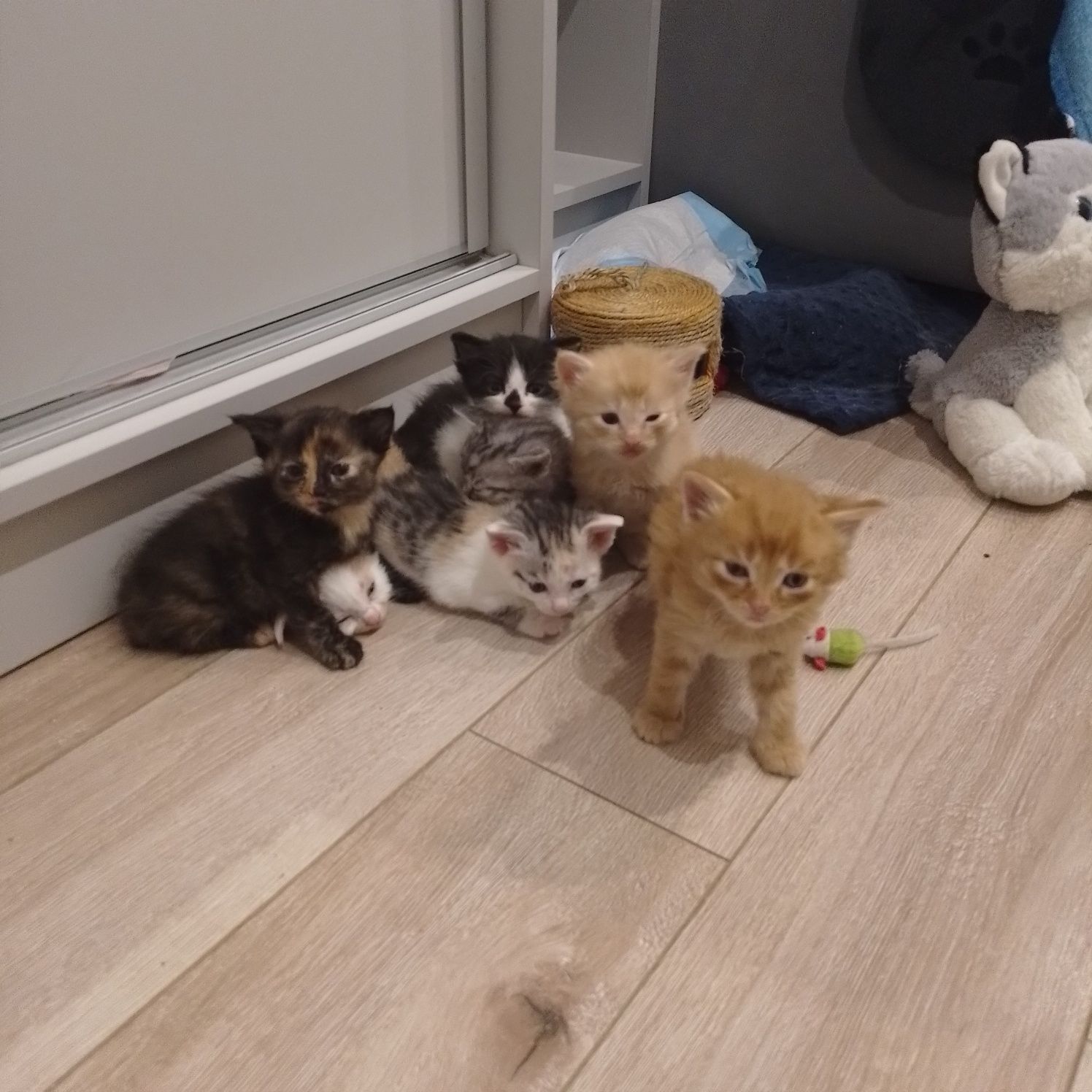 Kociaki do adopcji