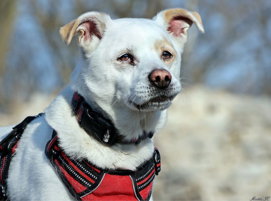 Becik – wierny towarzysz spacerów, gotowy do adopcji