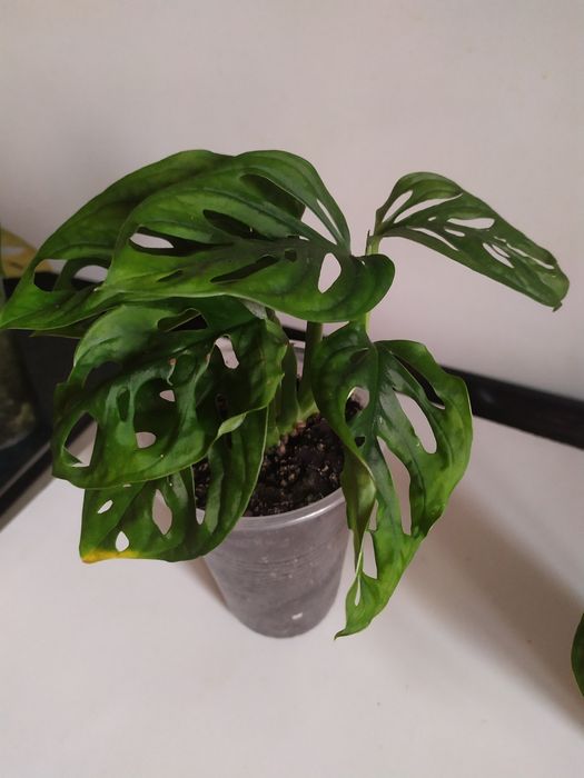 Монстера Адансоні, манки обликва. Аглаонема. Алоказія